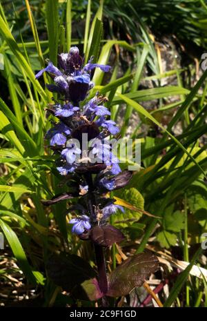 Il Bugle piramidale è una pianta di colline ben drenate e non che comune. La punta del fiore è blu e le bratte sono più lunghe del fiore Foto Stock