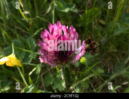 Red Clover è un legume comune di praterie e pascoli. Hanno una caratteristica foglia a tre lobi e aiutano a migliorare la terra agricola di fiambrata Foto Stock