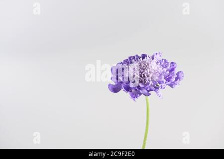 Fiore singolo blu Scabious su uno sfondo bianco chiaro Foto Stock