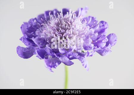 Fiore singolo blu Scabious su uno sfondo bianco chiaro Foto Stock