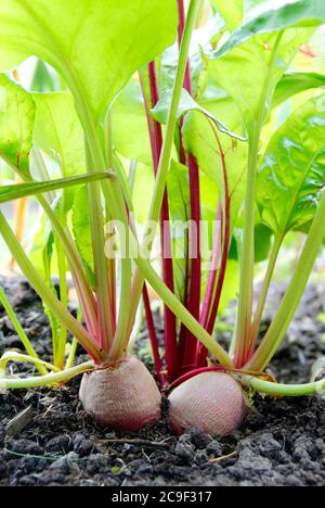 Beta vulgaris. Barbabietola arcobaleno che cresce in un giardino di cucina - Boltardy, Chioggia, sangue di Bull - in estate. REGNO UNITO Foto Stock