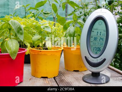 Monitoraggio della temperatura e dell'umidità in una serra domestica. REGNO UNITO Foto Stock