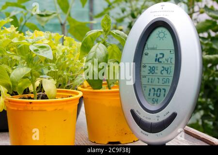 Monitoraggio della temperatura e dell'umidità in una serra domestica. REGNO UNITO Foto Stock