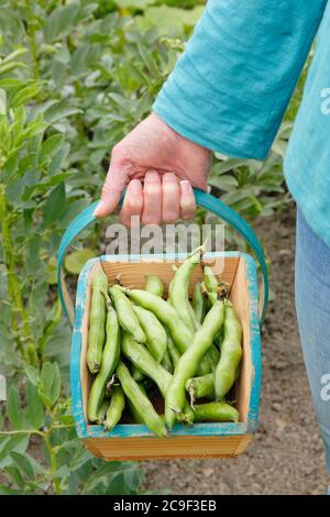 Vicia faba "Bunyard's Exhibition". Raccolta di fagioli coltivati in casa in un giardino estivo. Foto Stock