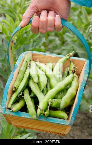 Vicia faba "Bunyard's Exhibition". Raccolta di fagioli coltivati in casa in un giardino estivo. Foto Stock