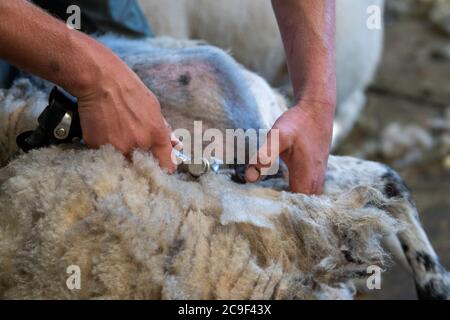 I pastori tagliano le pecore deglutite per rimuovere le pulce in estate. North Yorkshire, Regno Unito. Foto Stock