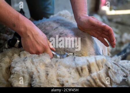 I pastori tagliano le pecore deglutite per rimuovere le pulce in estate. North Yorkshire, Regno Unito. Foto Stock