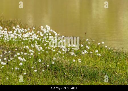 Fioritura di erba di cotone bianca sul prato Foto Stock