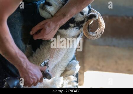 I pastori tagliano le pecore deglutite per rimuovere le pulce in estate. North Yorkshire, Regno Unito. Foto Stock