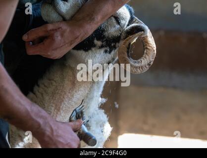 I pastori tagliano le pecore deglutite per rimuovere le pulce in estate. North Yorkshire, Regno Unito. Foto Stock