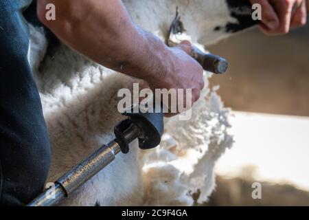 I pastori tagliano le pecore deglutite per rimuovere le pulce in estate. North Yorkshire, Regno Unito. Foto Stock