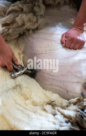 I pastori tagliano le pecore deglutite per rimuovere le pulce in estate. North Yorkshire, Regno Unito. Foto Stock