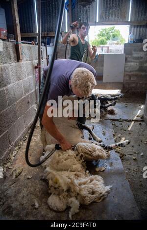 I pastori tagliano le pecore deglutite per rimuovere le pulce in estate. North Yorkshire, Regno Unito. Foto Stock