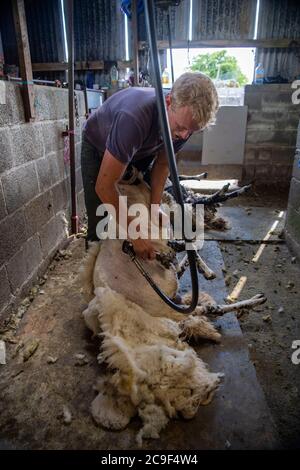 I pastori tagliano le pecore deglutite per rimuovere le pulce in estate. North Yorkshire, Regno Unito. Foto Stock