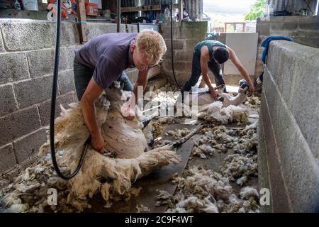 I pastori tagliano le pecore deglutite per rimuovere le pulce in estate. North Yorkshire, Regno Unito. Foto Stock