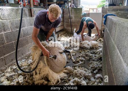 I pastori tagliano le pecore deglutite per rimuovere le pulce in estate. North Yorkshire, Regno Unito. Foto Stock