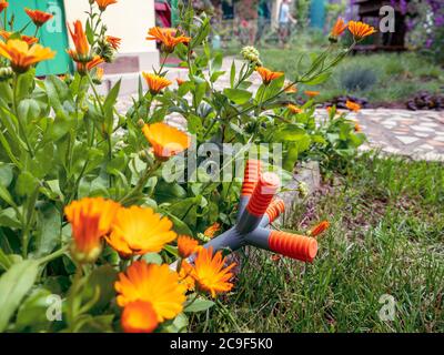 Irrigatore da giardino arancione e grigio in mezzo a fiori di calendula color arancio brillante che crescono in un giardino in una giornata di sole. Foto Stock