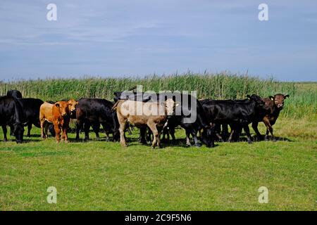 pascolo del bestiame sulle paludi fresche di blakeney, norfolk del nord, inghilterra Foto Stock