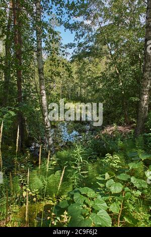 Un piccolo lago forestale può essere visto attraverso i rami di alberi decidui. Le rive sono cresciute con cespugli e piccoli alberi. Nuvole individuali Foto Stock