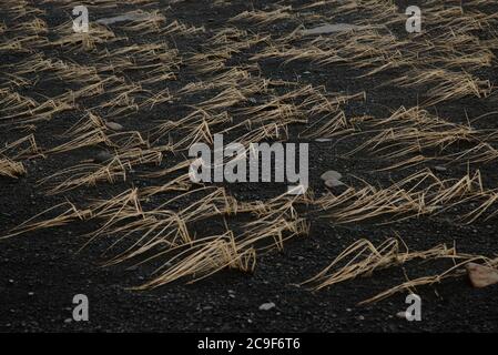 Immagine astratta dell'erba gialla che cresce in ciuffi su una spiaggia di sabbia nera. Alcune pietre più grandi sono visibili nella sabbia. Foto Stock