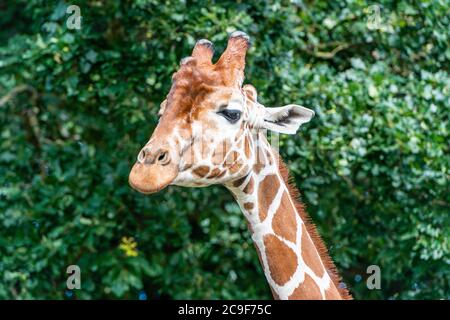 Giraffa per adulti in uno Yorkshire Wildlife Park nel nord dell'Inghilterra Foto Stock