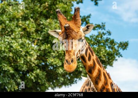 Giraffa per adulti in uno Yorkshire Wildlife Park nel nord dell'Inghilterra Foto Stock