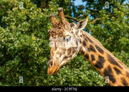 Giraffa per adulti in uno Yorkshire Wildlife Park nel nord dell'Inghilterra Foto Stock