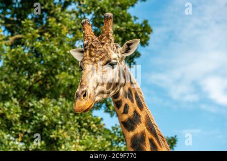 Giraffa per adulti in uno Yorkshire Wildlife Park nel nord dell'Inghilterra Foto Stock