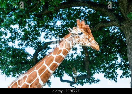 Giraffa per adulti in uno Yorkshire Wildlife Park nel nord dell'Inghilterra Foto Stock