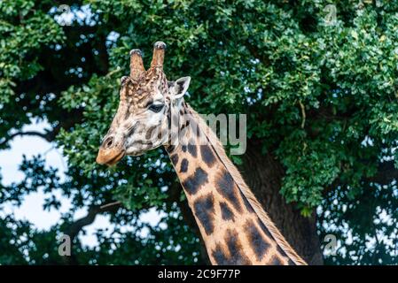 Giraffa per adulti in uno Yorkshire Wildlife Park nel nord dell'Inghilterra Foto Stock