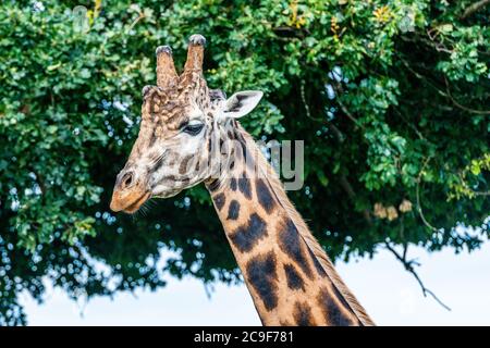 Giraffa per adulti in uno Yorkshire Wildlife Park nel nord dell'Inghilterra Foto Stock