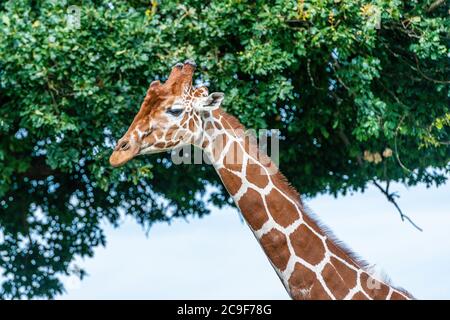 Giraffa per adulti in uno Yorkshire Wildlife Park nel nord dell'Inghilterra Foto Stock