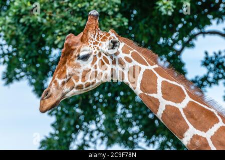 Giraffa per adulti in uno Yorkshire Wildlife Park nel nord dell'Inghilterra Foto Stock