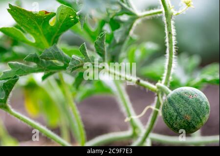 Anguria biologica che cresce sul campo presso l'azienda agricola ecologica. Primo piano di coltivazione di piccolo anguria verde a strisce in mano del contadino. Legare la frutta di un primo anguria in primavera nel giardino Foto Stock