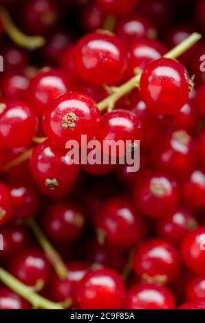 Ribes rubrum, conosciuto come ribes rosso o bacche di ribes dalla famiglia di uva spina, frutta, macro primo piano Foto Stock