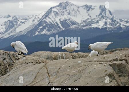 Un gruppo di Snowy Sheathbill, Chionis albus Foto Stock