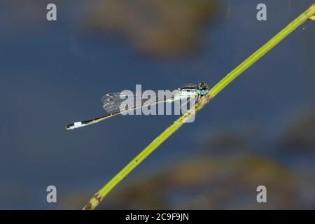 Dasselfly dalla coda blu appollaiato su una canna, Foresta di Dean Foto Stock