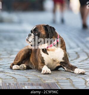 Bel cane da boxe tedesco con colletto rosso, sdraiato all'aperto sulla strada Foto Stock
