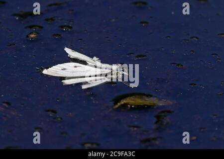 Morto Grande Butterfly bianco che galleggia su un laghetto Foto Stock