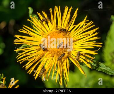 Api che raccolgono polline da un fiore giallo Telekia speciosa o Heartleaf oxeye Foto Stock