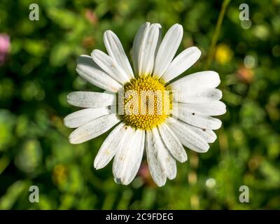 Leucanthemum vulgare noto anche come bue-eye Daisy, osseye Daisy, cane Daisy fiore. Primo piano con un fiore bianco giallo. Foto Stock