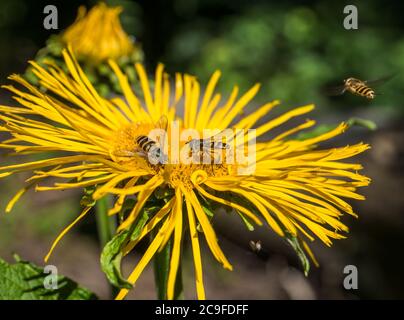 Api che raccolgono polline da un fiore giallo Telekia speciosa o Heartleaf oxeye Foto Stock