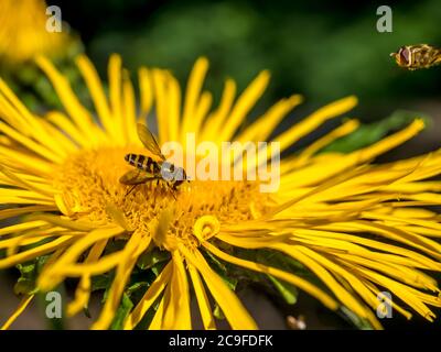 Api che raccolgono polline da un fiore giallo Telekia speciosa o Heartleaf oxeye Foto Stock