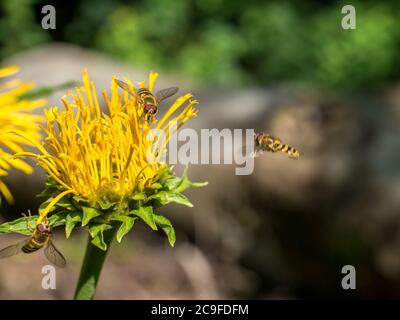 Api che raccolgono polline da un fiore giallo Telekia speciosa o Heartleaf oxeye Foto Stock