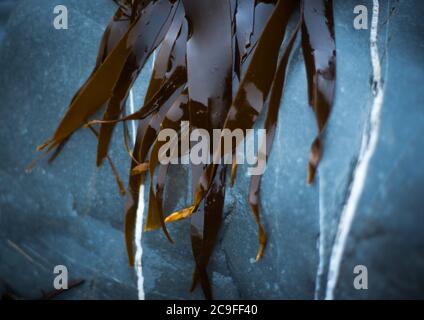 Lamaria digitata (Oarweed) Kelp, Devon UK Foto Stock