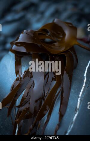 Lamaria digitata (Oarweed) Kelp, Devon UK Foto Stock