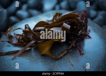 Lamaria digitata (Oarweed) Kelp, Devon UK Foto Stock