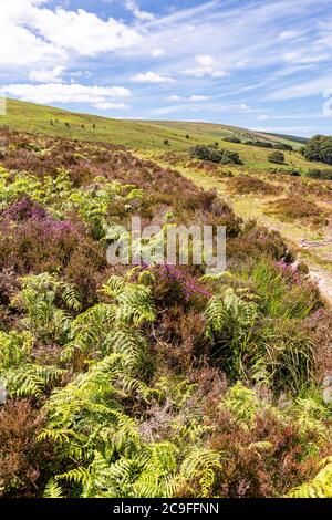 Exmoor National Park - Bracken e erica accanto al sentiero su Dunkery Hill che conduce a Dunkery Beacon, Somerset UK Foto Stock