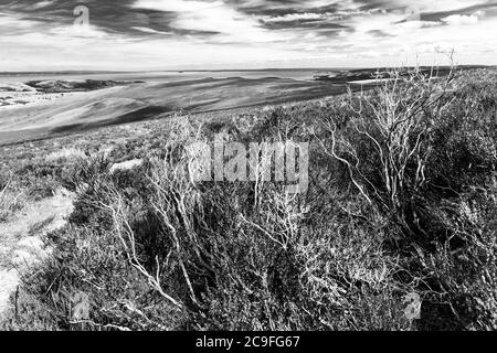 Exmoor National Park - Dead Heather stems accanto al Dickys Path su Dunkery Hill che conduce a Dunkery Beacon, Somerset UK Foto Stock