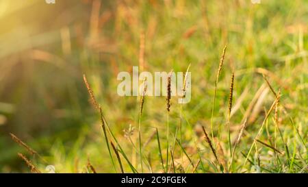 Erbacce tra piante di riso, uno dei parassiti che diventano nemici degli agricoltori prima della stagione di raccolta Foto Stock